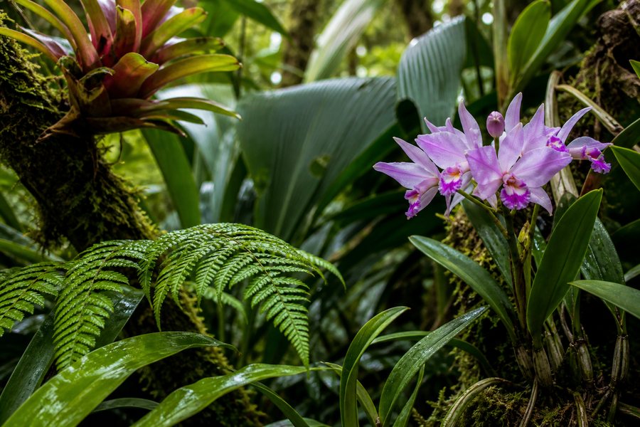 Vegetación amazónica y orquídeas referenciales de Ecuador